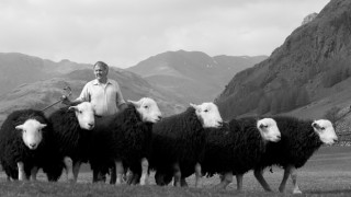 Herdwick