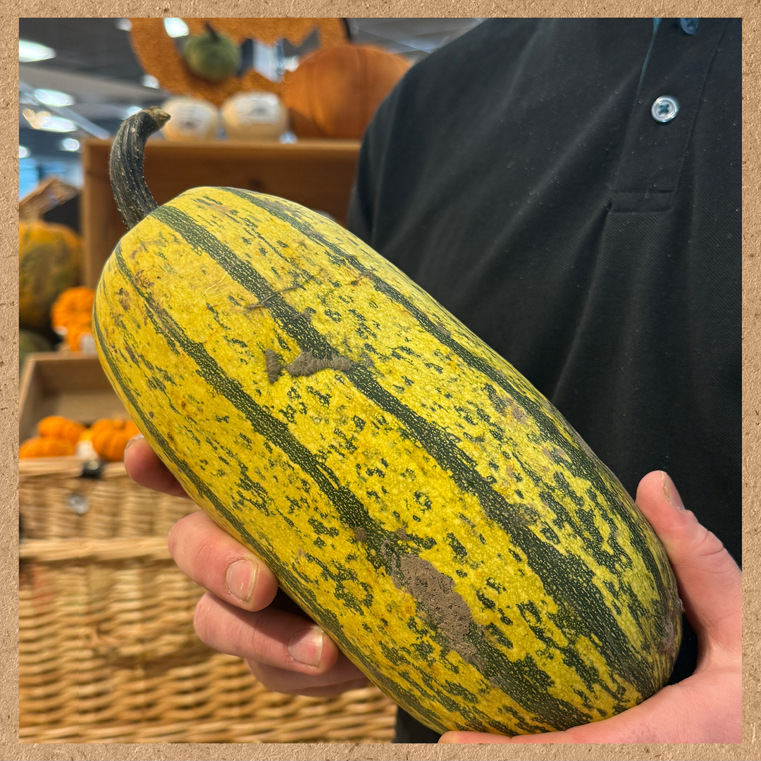 A close up image of someone holding a culinary sqaush