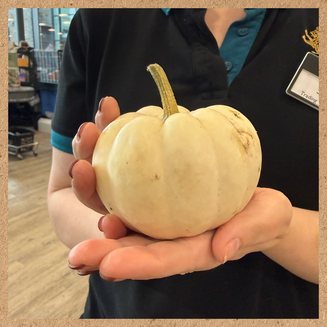 A close up image of someone holding a munchkin pumpkin