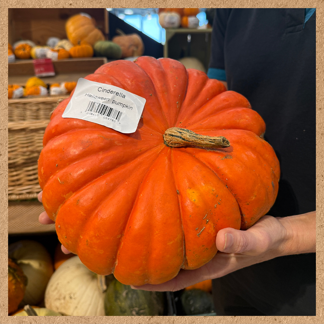 A close up image of someone holding a cinderella pumpkin