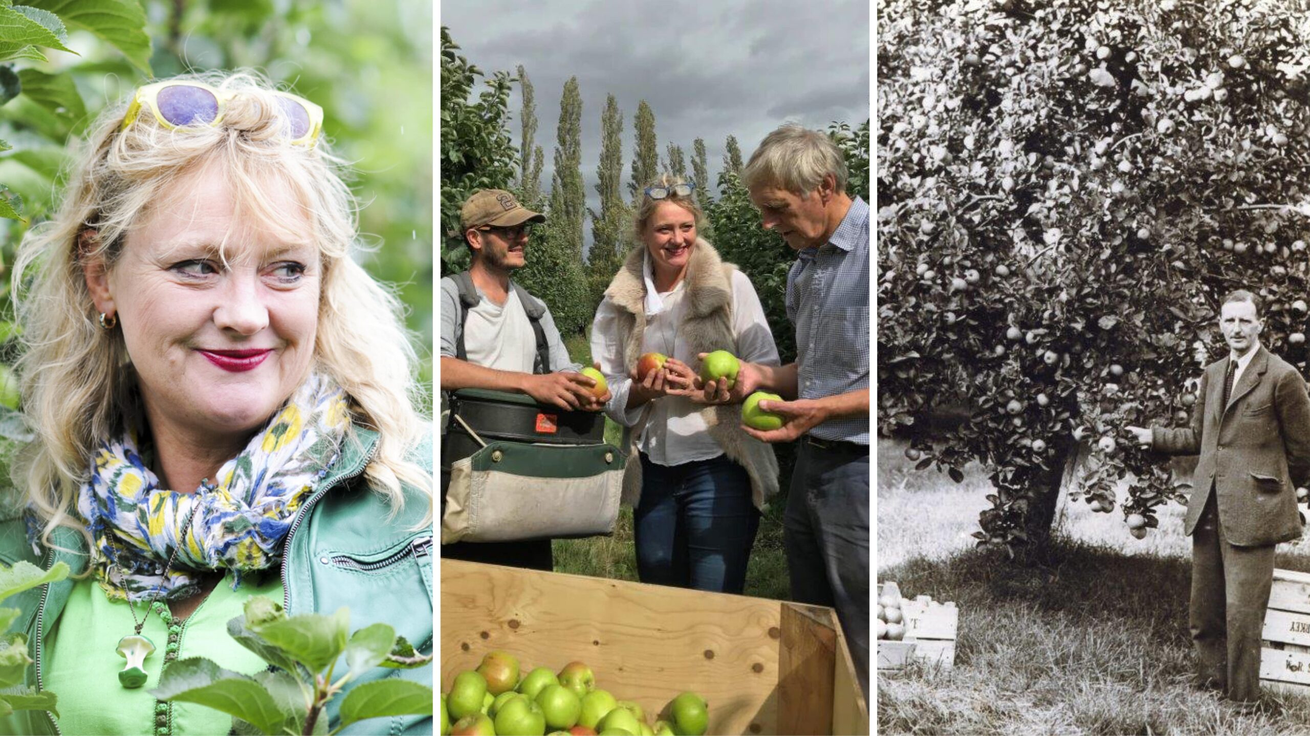 Starkey's Bramley Apples