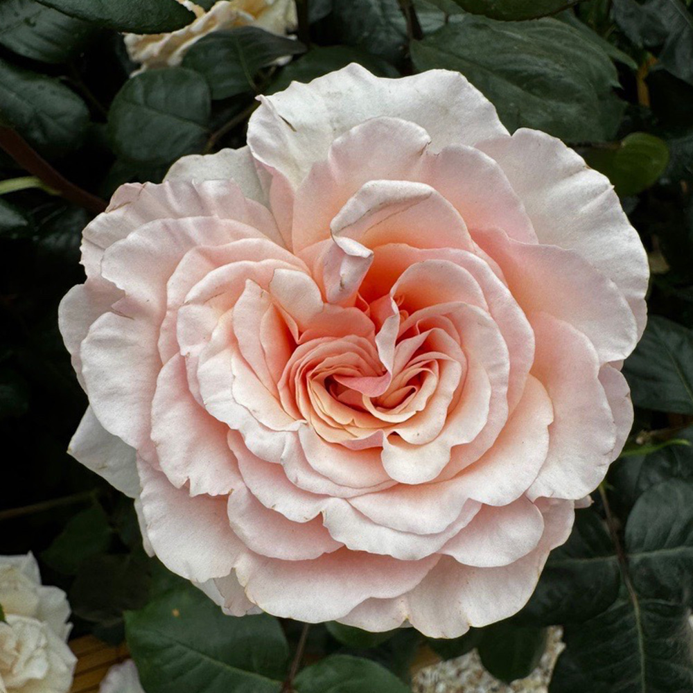 Close up image of the Elsie Dot Rose
