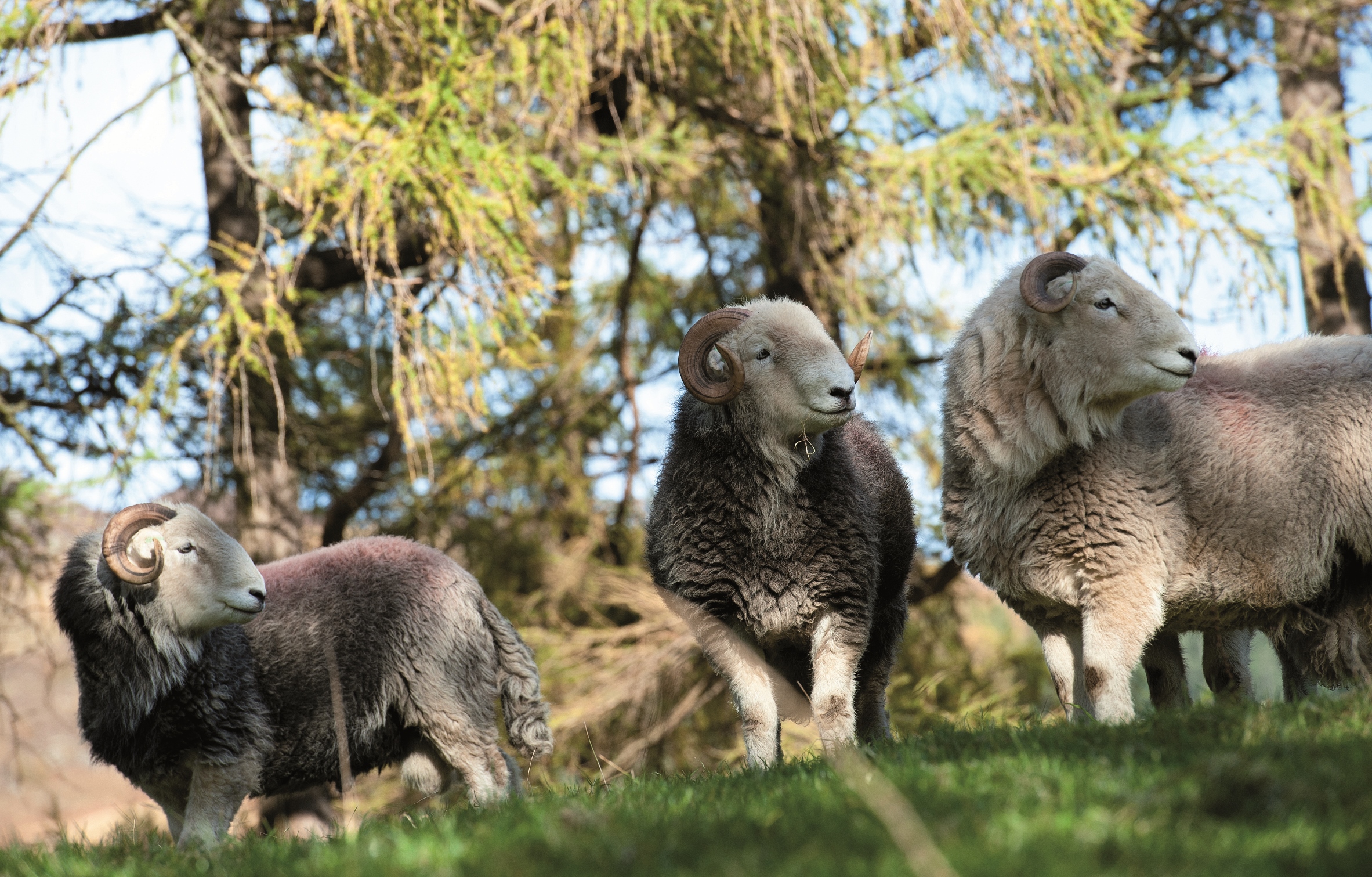 Herdwick Lamb