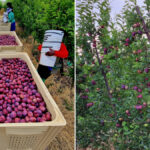 Flavorking Plums
