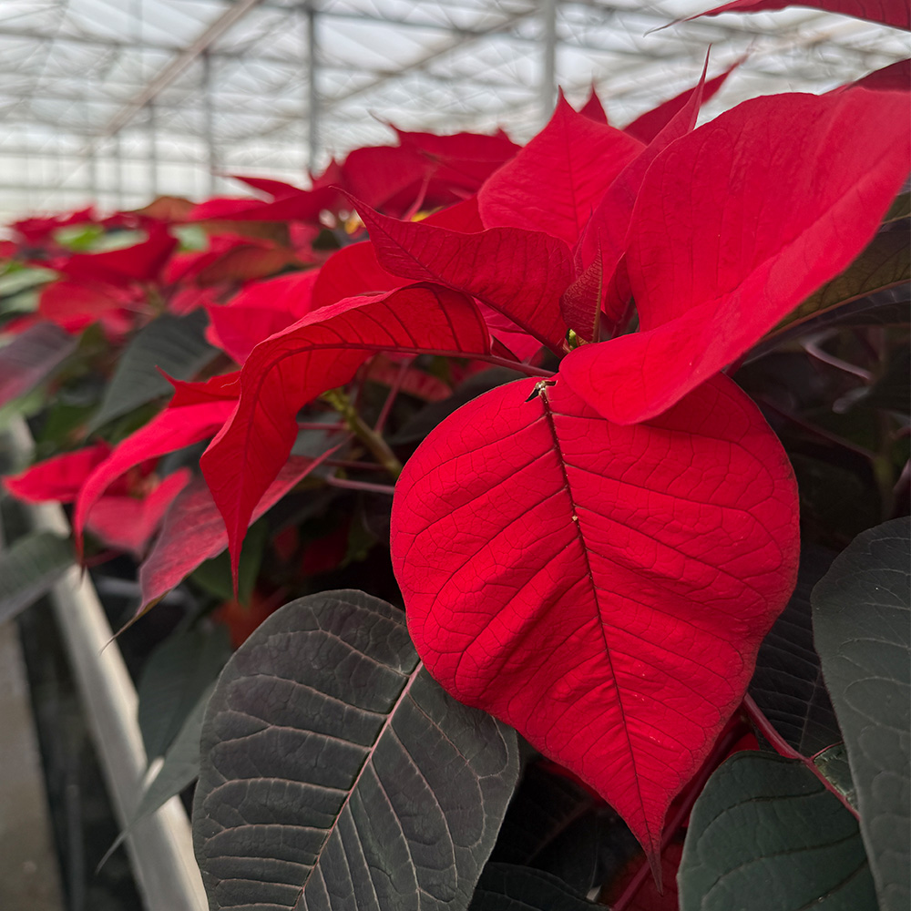 A close up angled image of poinsettias