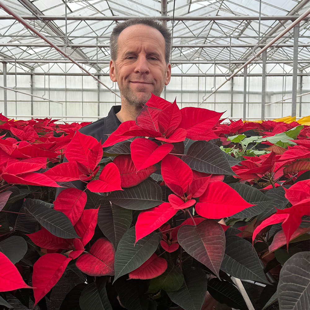 An image of someone holding a poinsettia plant
