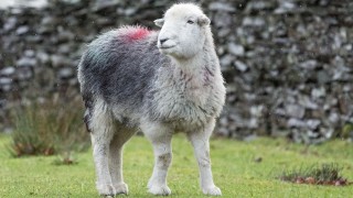 Herdwick Lamb