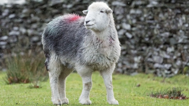 Herdwick Lamb