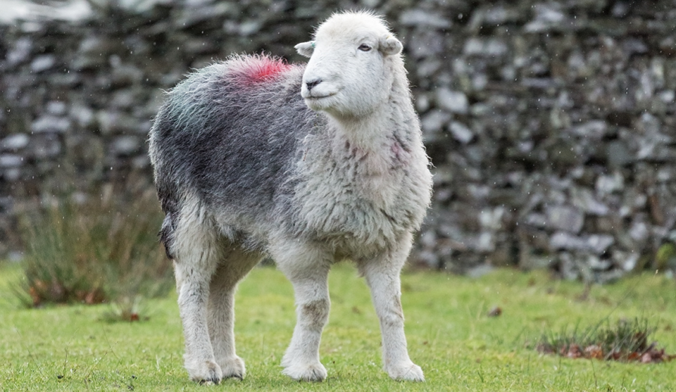 Herdwick Lamb