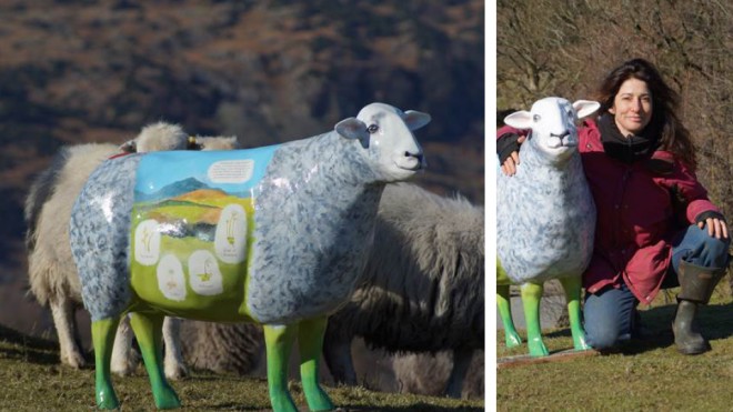 Go Herdwick