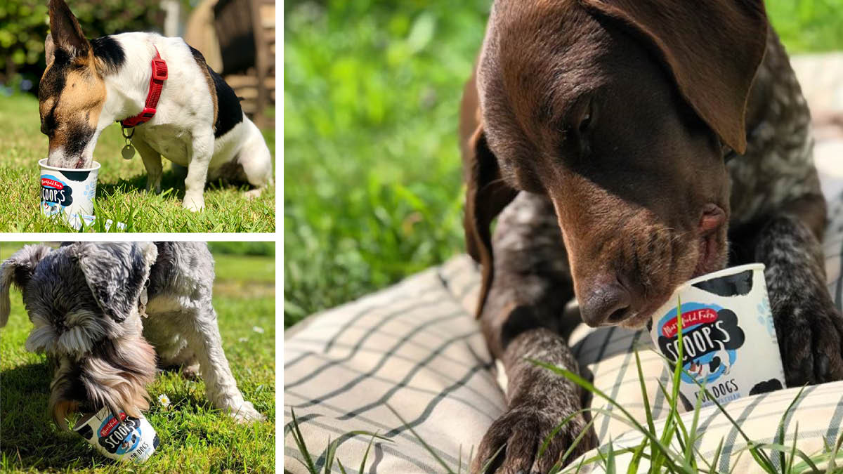 Scoops ice cream for dogs being enjoyed by a number of dogs