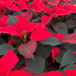 A close up image of poinsettias