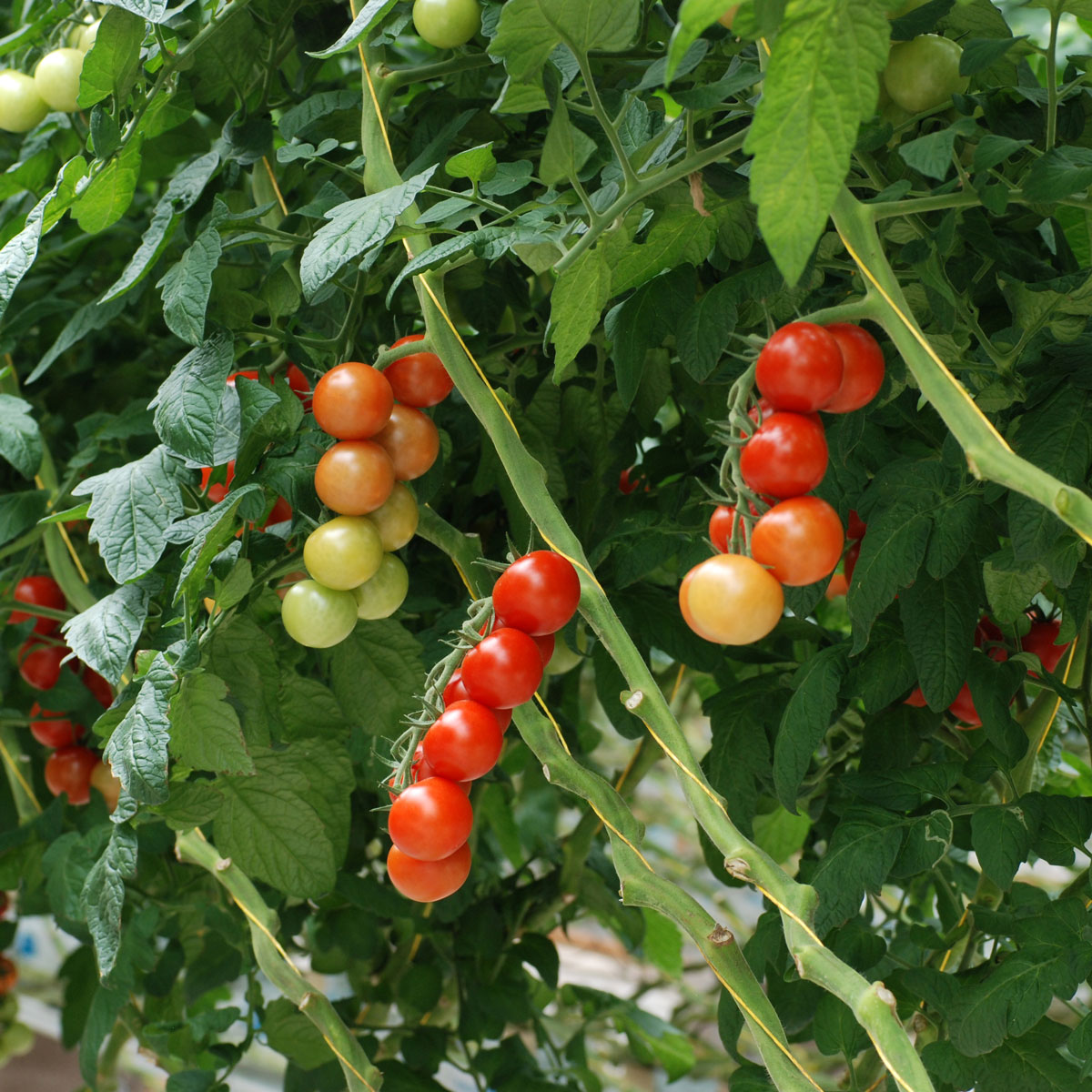 Croftpak Tomatoes | Our Products | Booths Supermarket